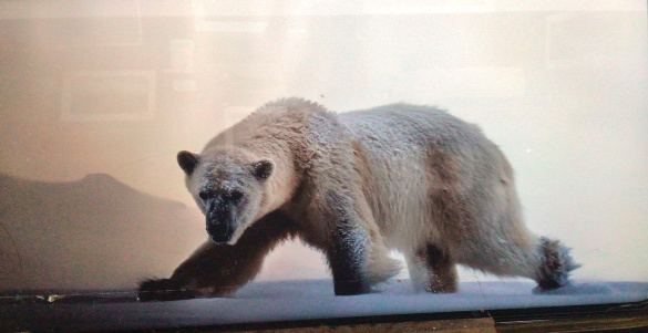 Wombat photograph at Peter Denton gallery