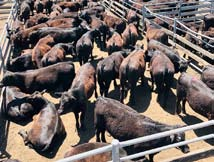 Cattle at Maitland Regional Saleyards