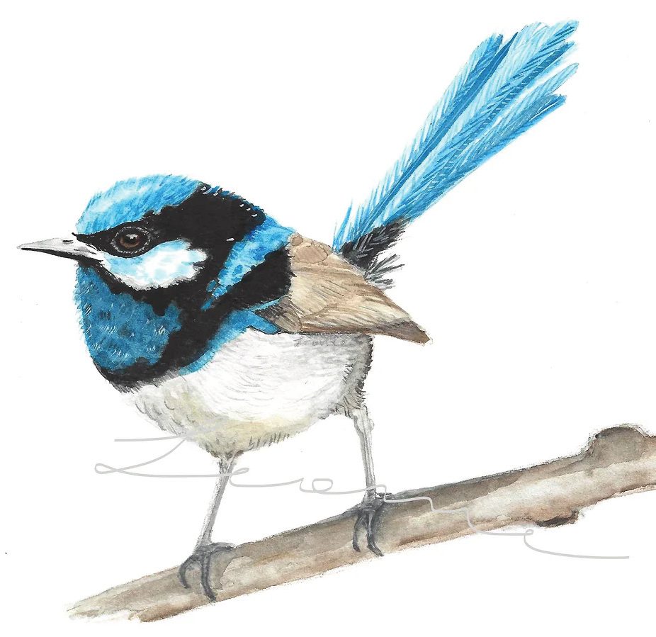 A watercolour painting of a superb fairy-wren