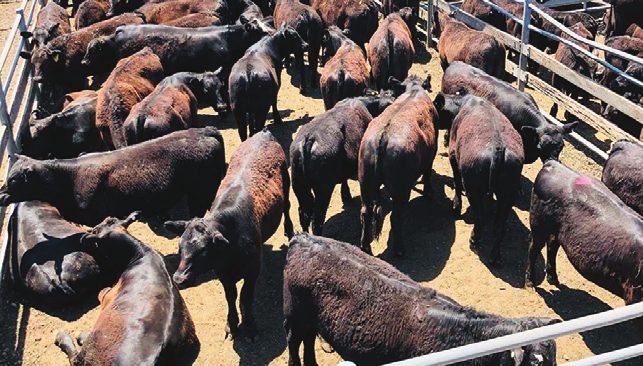 Cattle in the saleyard pens