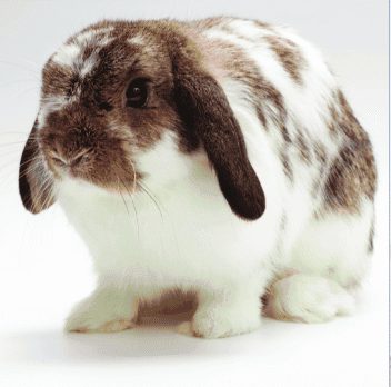 Some rabbit breeds: Holland Lop