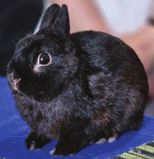 Some rabbit breeds: Netherland Dwarf